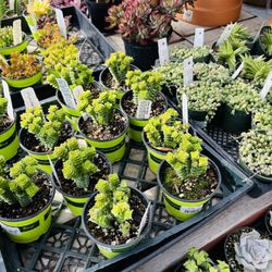 SummerWinds Nursery - Dublin - Succulents