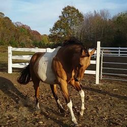 Halter & Harness Pet Care