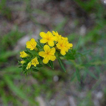 Okeeheelee Park - A cluster of wild flowers on the trail. - Parks Near Me - West Palm Beach, Florida Okeeheelee Park - A cluster of wild flowers on the trail. - Parks Near Me - West Palm Beach, Florida