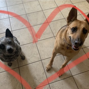 Ultimutt K9 Services - Opal and Kylee - Pet Training Near Me Ultimutt K9 Services - Opal and Kylee - Pet Training Near Me