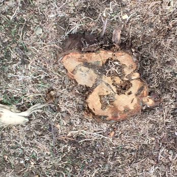 Mr. Tree - 3/3 missed stumps - Tree Services Near Me - Portland, Oregon Mr. Tree - 3/3 missed stumps - Tree Services Near Me - Portland, Oregon