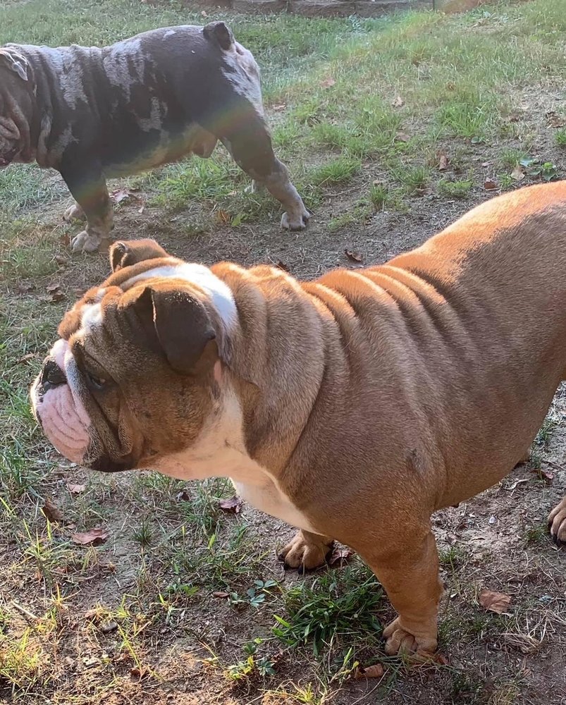 ELLIE BELLIES BULLDOGS Request Information 418 Camelot Dr