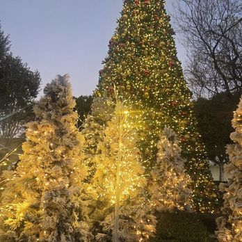 The Walt Disney Studios - In line for pictures with Minnie Or Mickey mouse by the tree - Cinema Near Me - Burbank, California