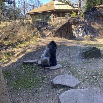 Dallas Zoo - This gorilla banged on the glass, they seemed pretty social this day, saw them fight. - Zoos Near Me - Dallas, Texas
