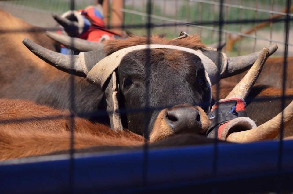 DIAMOND A STABLES & ARENA Updated August 2024 1845 West Fm 2105, San Angelo, Texas