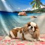Photo of Lux Dogs
