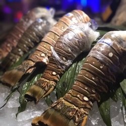 Blue Lobster - Lobster are stupid large