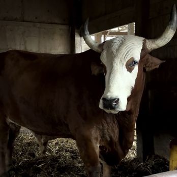 Calder Dairy & Farm - Longhorn - Ice Cream & Frozen Yogurt Near Me - Carleton, Michigan