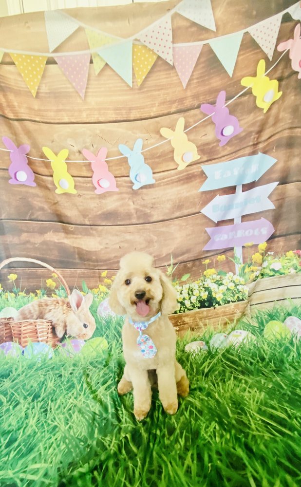 GLAM PETS Updated July 2024 Request an Appointment 11 Photos