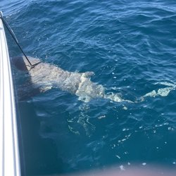 Go Fast Fishing Charters