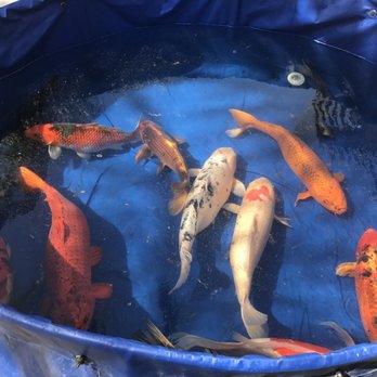 Koi Enterprise - Local Fish Stores Near Me - West Sacramento, California Koi Enterprise - Local Fish Stores Near Me - West Sacramento, California