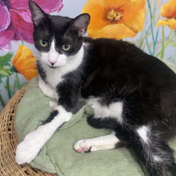 Tail Town - Pet Adoption Near Me - Pasadena, California Tail Town - Pet Adoption Near Me - Pasadena, California