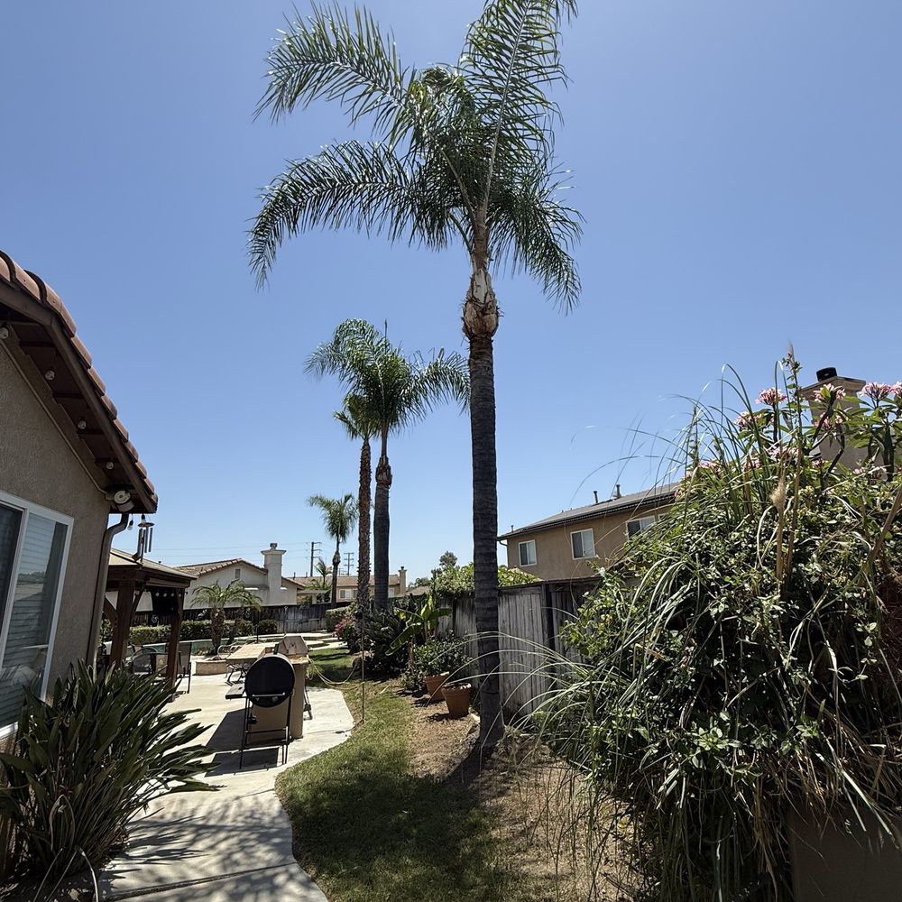 Ray Tree Services - Landscaping Near Me