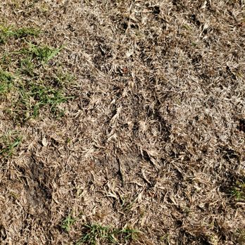 SpringGreen - a patch of dead grass in a field - Tree Services Near Me - Fayetteville, North Carolina SpringGreen - a patch of dead grass in a field - Tree Services Near Me - Fayetteville, North Carolina