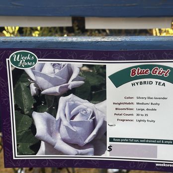 Berridge Nurseries - "Blue Girl" hybrid tea - Nurseries & Gardening Near Me - Phoenix, Arizona