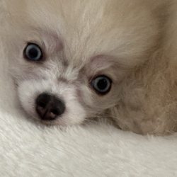 Portland Pomskies - This puppy had kennel cough, demodex/mange on eyes, ear mites/infection w brown crusty ears, giardia, coccidia, round worm, & dehydration.