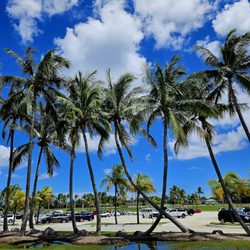 Haulover Park - Play trees every where