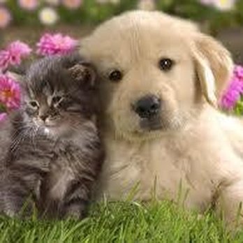 Perimeter Veterinary Center - Veterinarians Near Me - Shawnee, Kansas Perimeter Veterinary Center - Veterinarians Near Me - Shawnee, Kansas