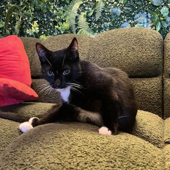 Cats & Crystals - Pet Adoption Near Me - Oceanside, California