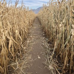 The Corn Maize - In the maze
