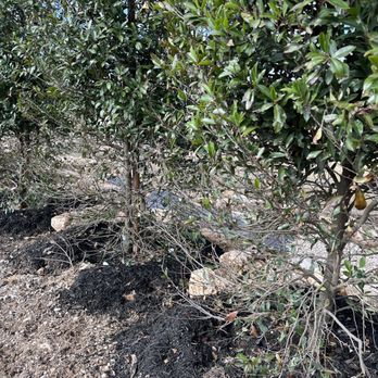 Moon Valley Nurseries - Cherry trees eaten by deer - Nurseries & Gardening Near Me - Austin, Texas