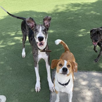 Tefani & So. Dogcare - Pet Sitting Near Me - San Francisco, California Tefani & So. Dogcare - Pet Sitting Near Me - San Francisco, California
