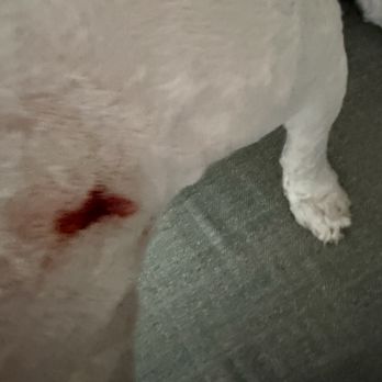 Pawz N' Clawz - Neck wound - Pet Groomers Near Me - Cleveland, Tennessee