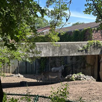 Lincoln Park Zoo - Zebras and baby zebra - Zoos Near Me - Chicago, Illinois