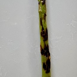 Very very charred asparagus!!! Totally inedible! Very very charred asparagus!!! Totally inedible!