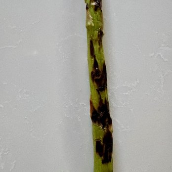 Chart House - Very very charred asparagus!!! Totally inedible! - Seafood Near Me - Monterey, California Chart House - Very very charred asparagus!!! Totally inedible! - Seafood Near Me - Monterey, California
