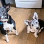 Photo of Woof Gang Bakery & Grooming