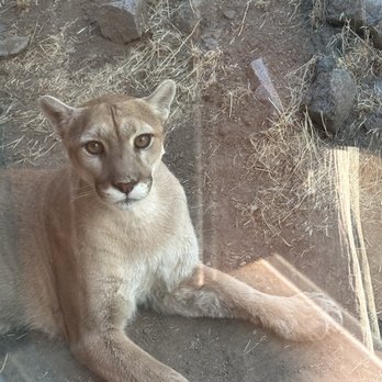 Animal Ark - Mountain Lion - Zoos Near Me - Reno, Nevada