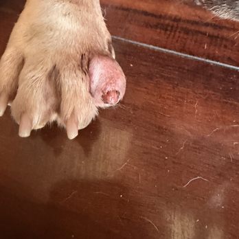 Mende's Groom Room - Missing nail from my Frenchies paw - Pet Groomers Near Me - El Centro, California Mende's Groom Room - Missing nail from my Frenchies paw - Pet Groomers Near Me - El Centro, California
