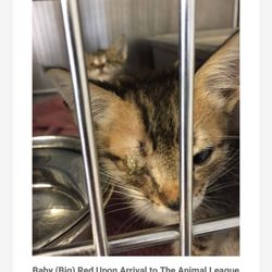 South Lake Animal League - This was Big Red (now Frohike) when SLAL rescued him.