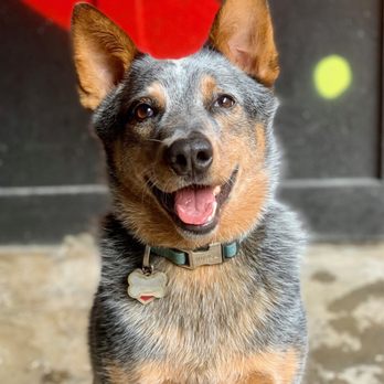 Balanced Obedience - Pet Training Near Me - Honolulu, Hawaii Balanced Obedience - Pet Training Near Me - Honolulu, Hawaii