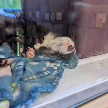 Pet Supplies Plus Ames - Ferret - Pet Groomers Near Me - Ames, Iowa