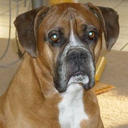 Oak Grove Animal Clinic