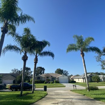 Ryan’s Tree Care - Queen palms trimmed of all debris, and seed pods. - Tree Services Near Me Ryan’s Tree Care - Queen palms trimmed of all debris, and seed pods. - Tree Services Near Me