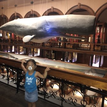 Bishop Museum - Picture with the whale. - Museums Near Me - Honolulu, Hawaii