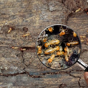 Extermin8 Pest and Termite Control - Pest Control Near Me - Indio, California