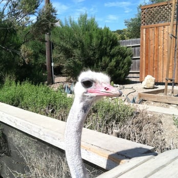 Ostrichland USA - Attraction Farms Near Me - Solvang, California Ostrichland USA - Attraction Farms Near Me - Solvang, California