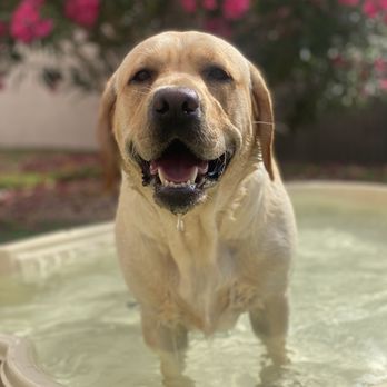 Training Tails K9 Services - Pet Training Near Me - Phoenix, Arizona Training Tails K9 Services - Pet Training Near Me - Phoenix, Arizona