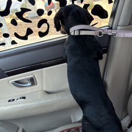 On the way to the vet