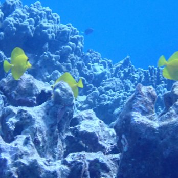 Jack's Diving Locker - Fish - Snorkeling Near Me - Kailua-Kona, Hawaii Jack's Diving Locker - Fish - Snorkeling Near Me - Kailua-Kona, Hawaii