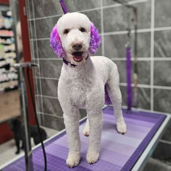 Hollywood Feed - Pet Stores Near Me - Bartlett, Tennessee