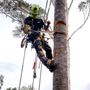 Photo of Leo Saw Monkeys Tree service