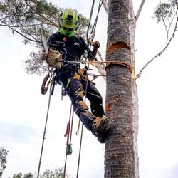 Leo Saw Monkeys Tree service - LEO SAW MONKEYS.                   TREE SERVICE