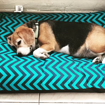 Awesome 4 Paws - Dasha - Pet Boarding Near Me