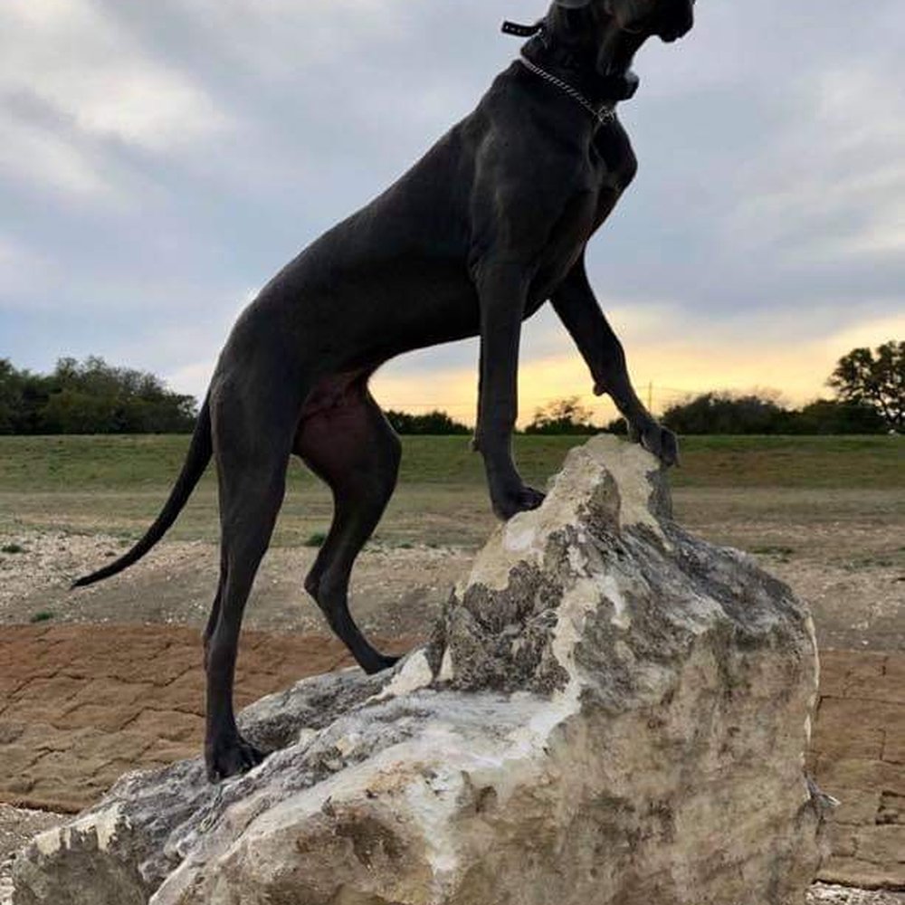 LonestarDogTrainer - My pup... - Pet Training Near Me LonestarDogTrainer - My pup... - Pet Training Near Me