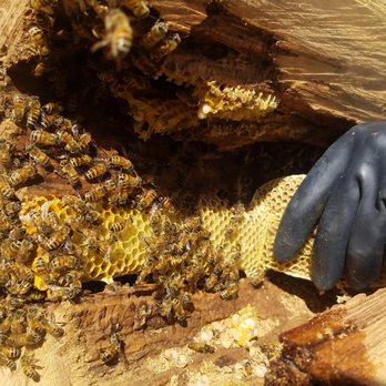 C & C Tree Service  - Beautiful Bee's being safely moved to new home. - Tree Services Near Me - Paso Robles, California